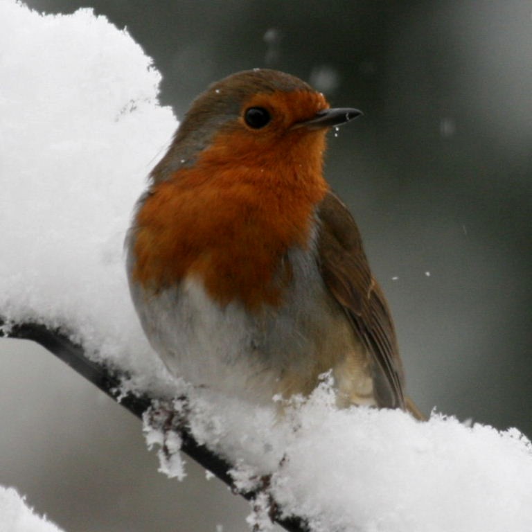 Robin in snow