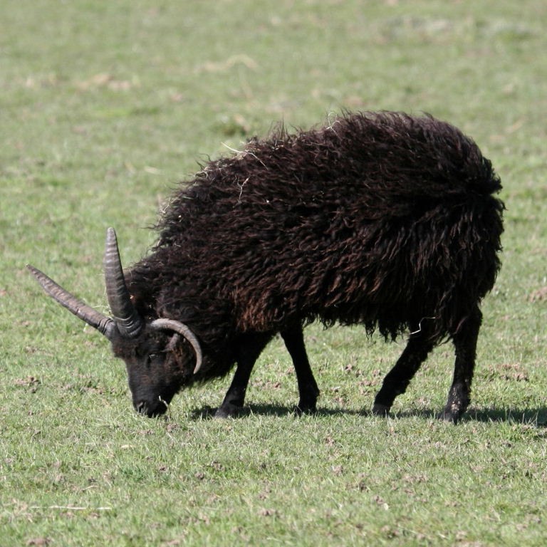 Year of the Sheep