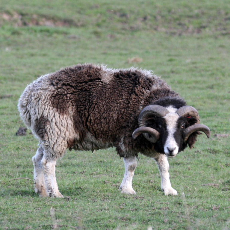 Year of the Sheep