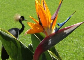 Crane with strelitzia