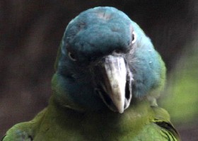Angry Bird