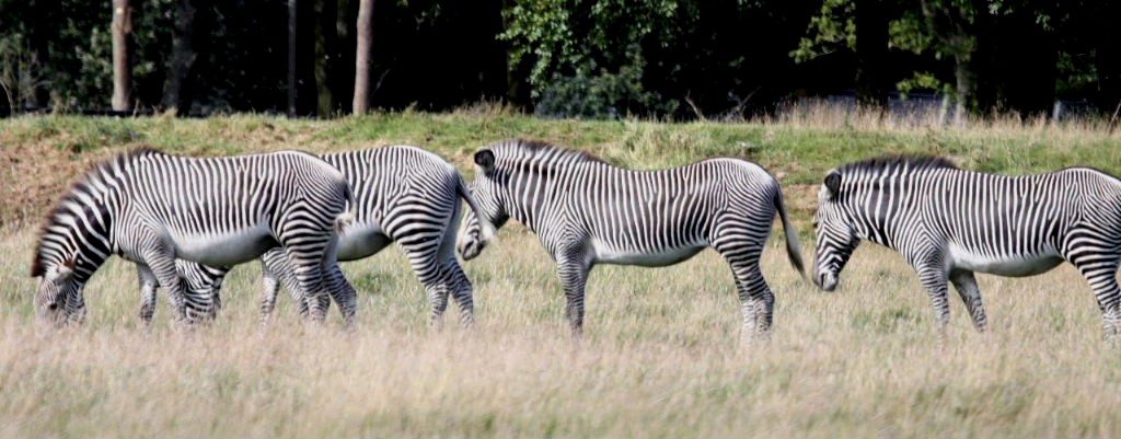 Grevy train