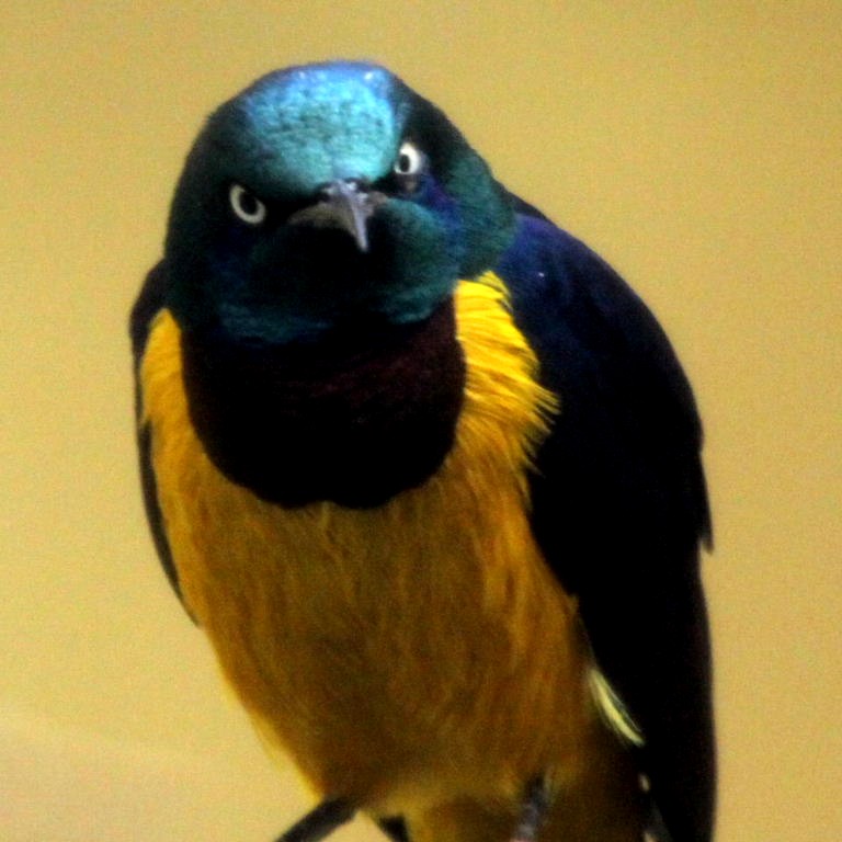 Angry bird