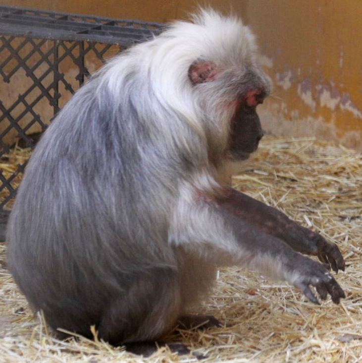 Stump-tailed Macaque participating in seance