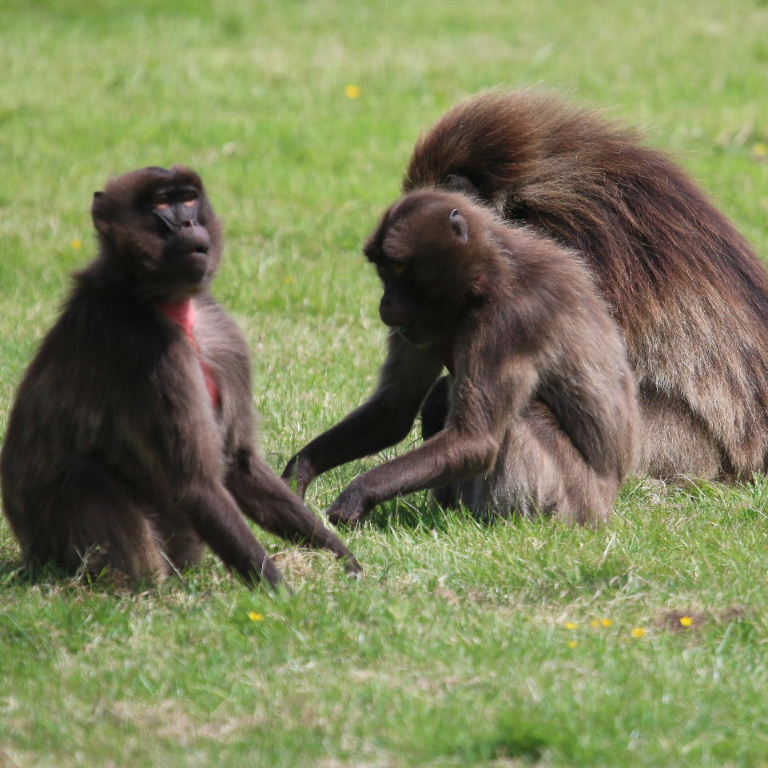 Gelada Babbons participating in seance