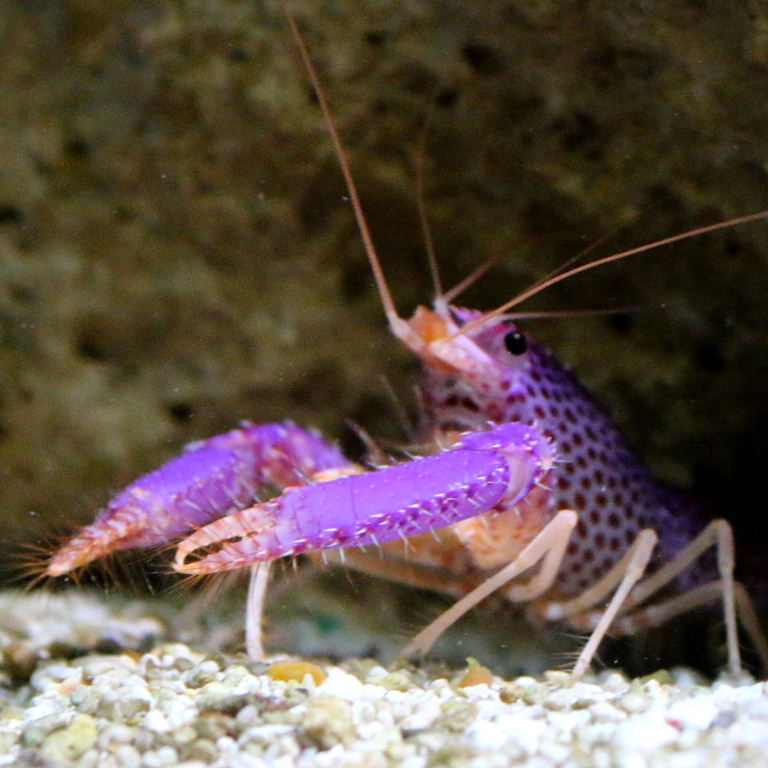 Purple Lobster participating in seance