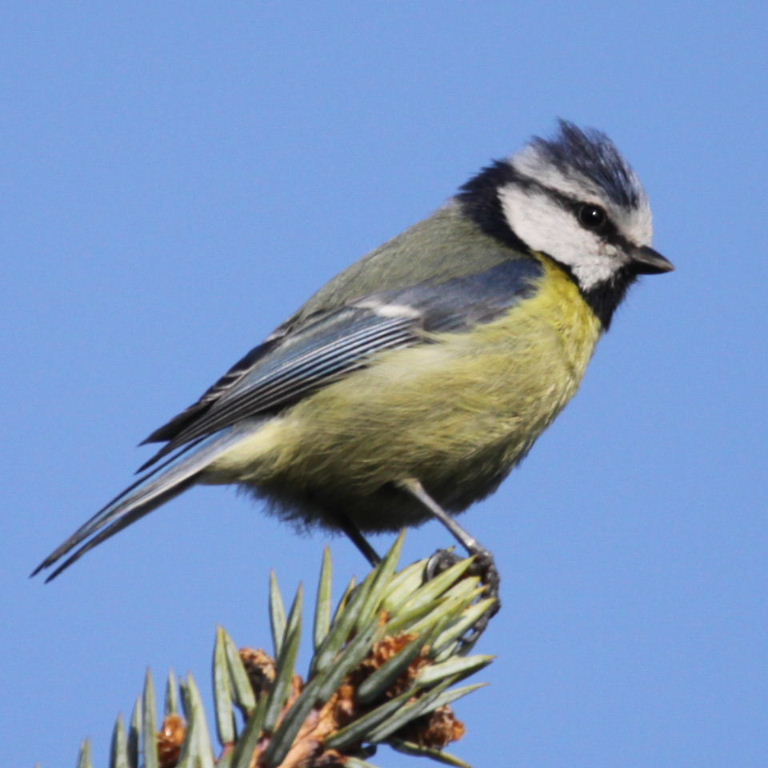 Bluetit