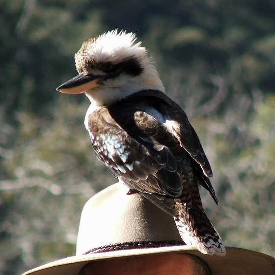 Kookaburra