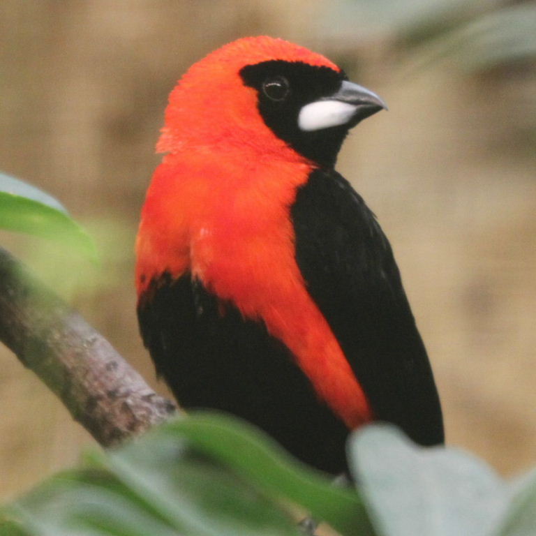Masked Crimson Tanager