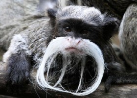 Moustaches r us