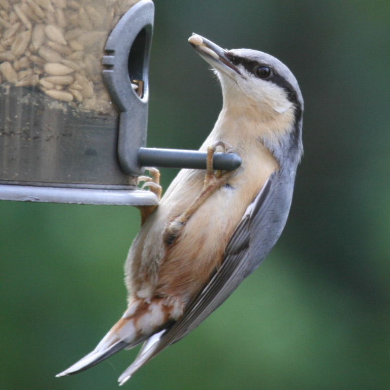 Nuthatch