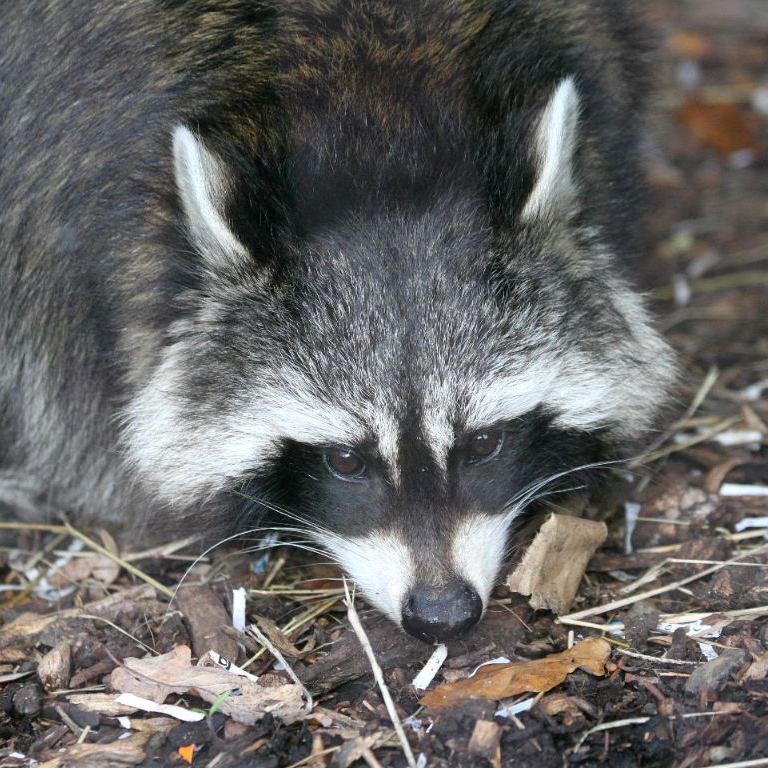 Raccoon
