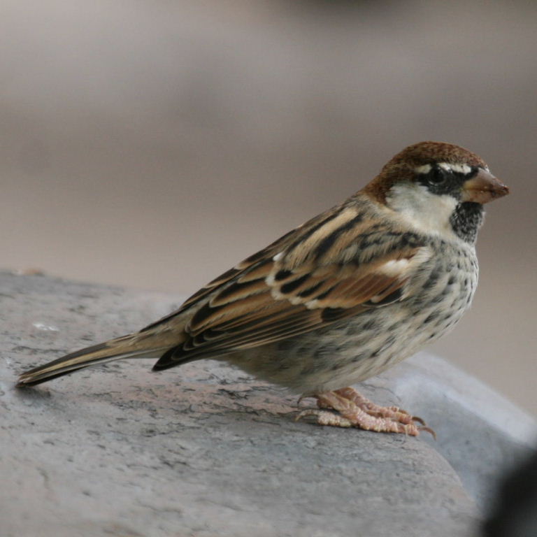 Spanish sparrow