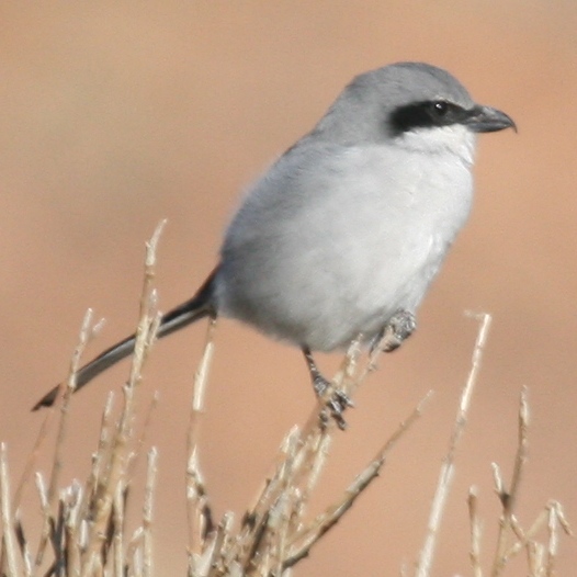 Southern shrike