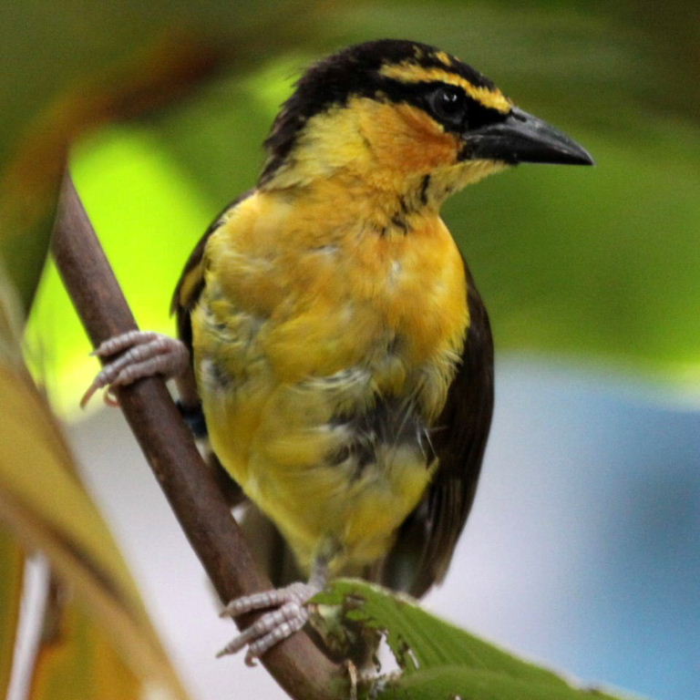 Black-necked weaver
