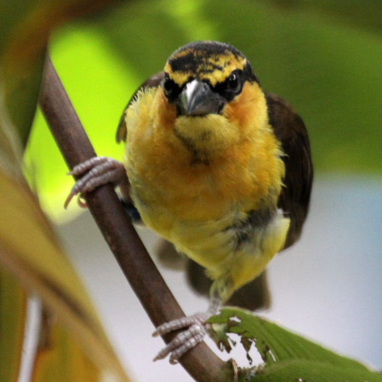 Black-necked weaver