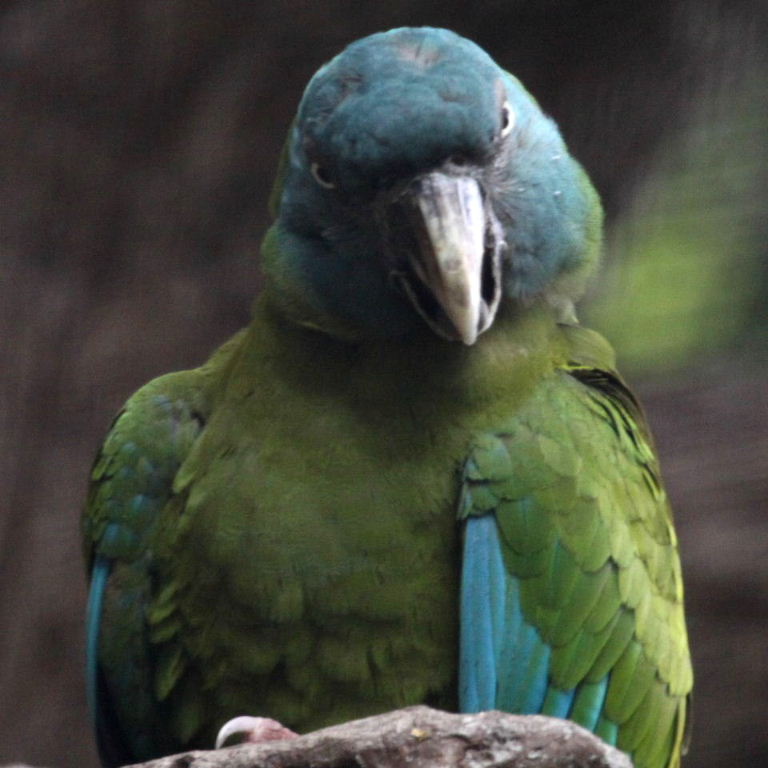 Angry Bird