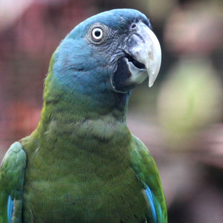 Blue in the face