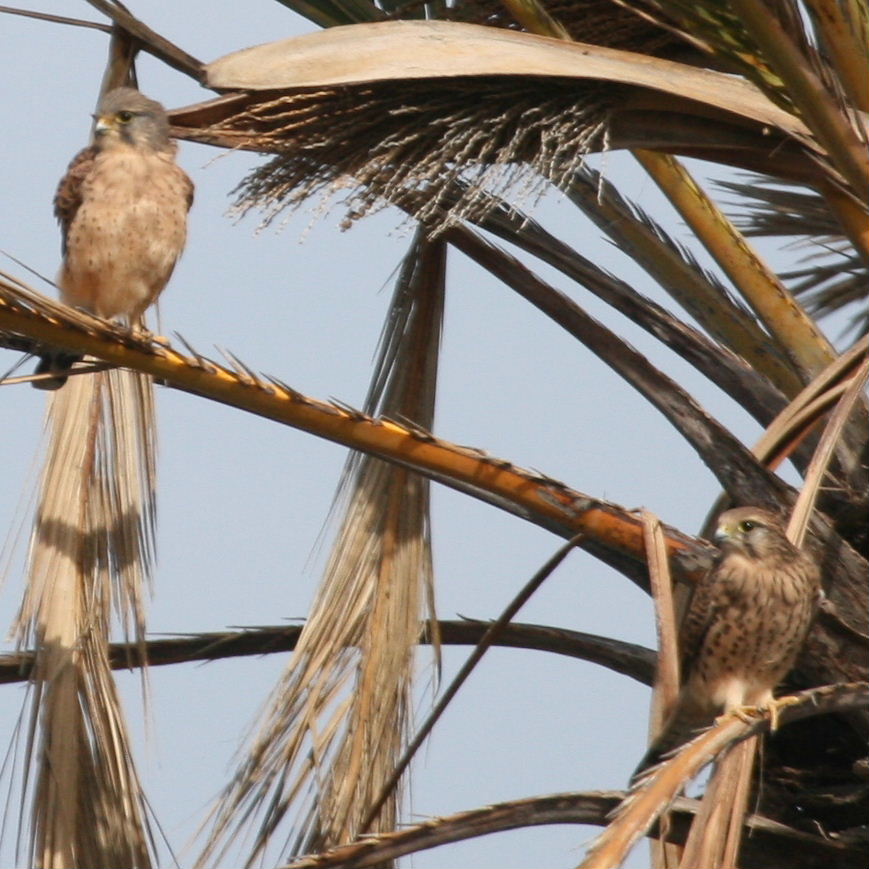 Kestrel with 3 foot long tail