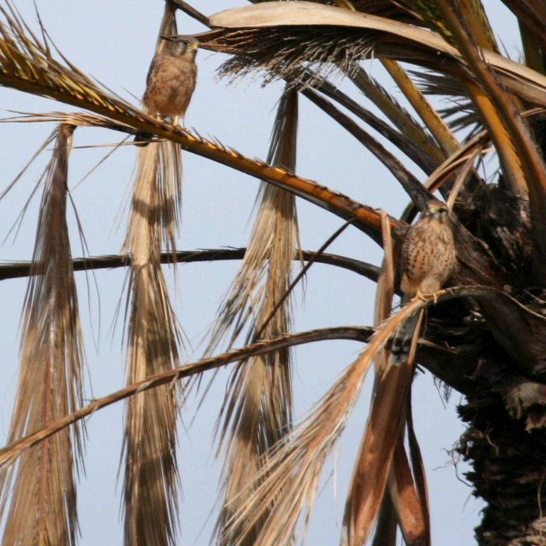 Long-tailed kestrels