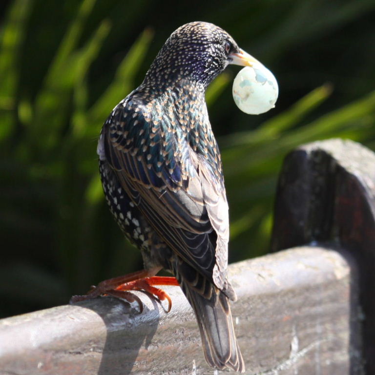 Starling with eggshell