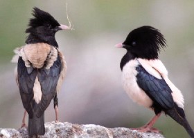 Starling smoking weed