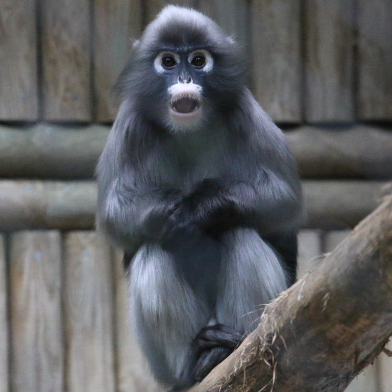 Dusky langur