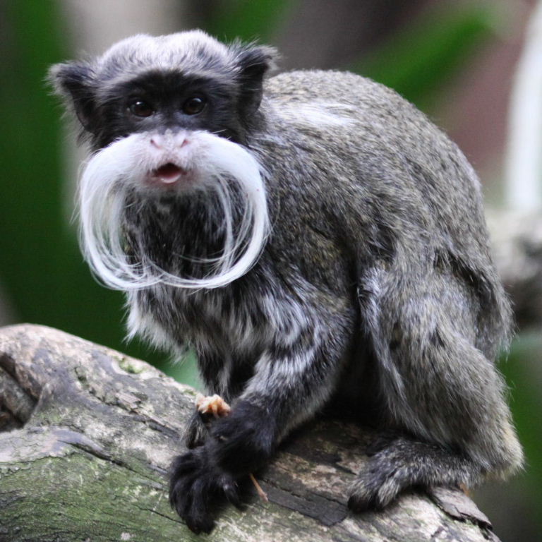 Emperor tamarin