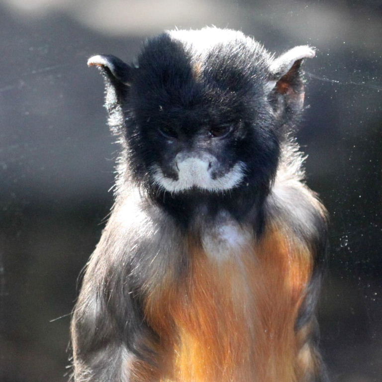 Red-bellied tamarin