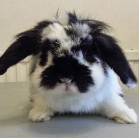Moustached rabbit