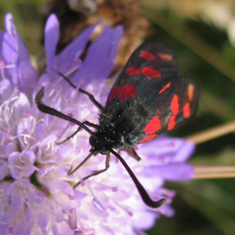 6-spot burnet moth
