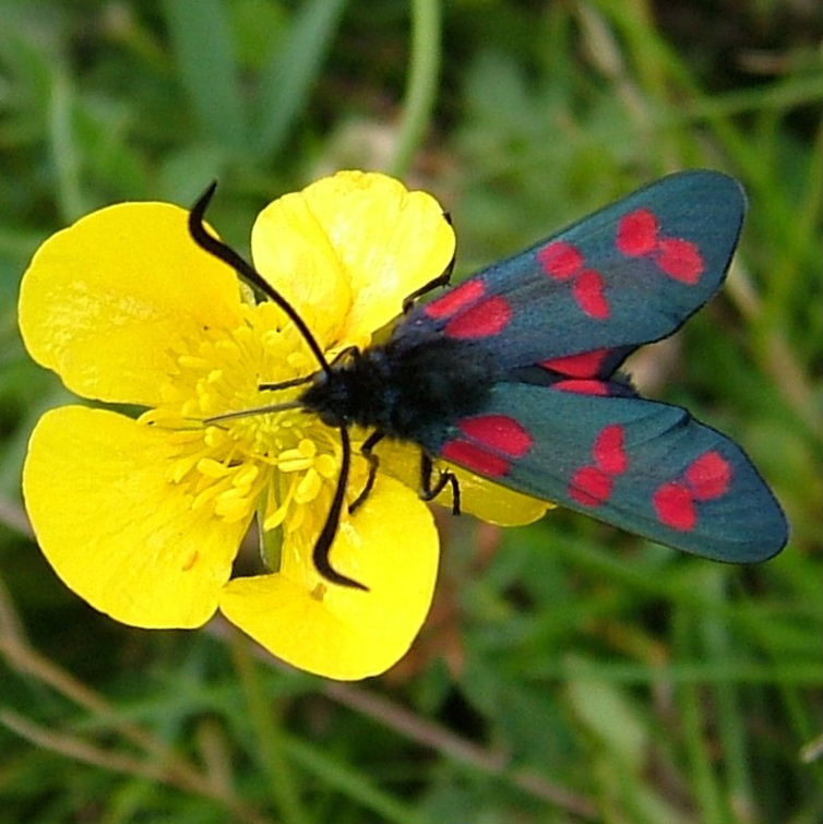 6-spot burnet moth