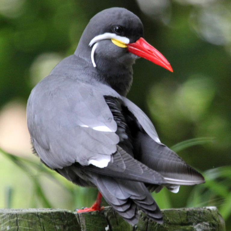 Inca tern