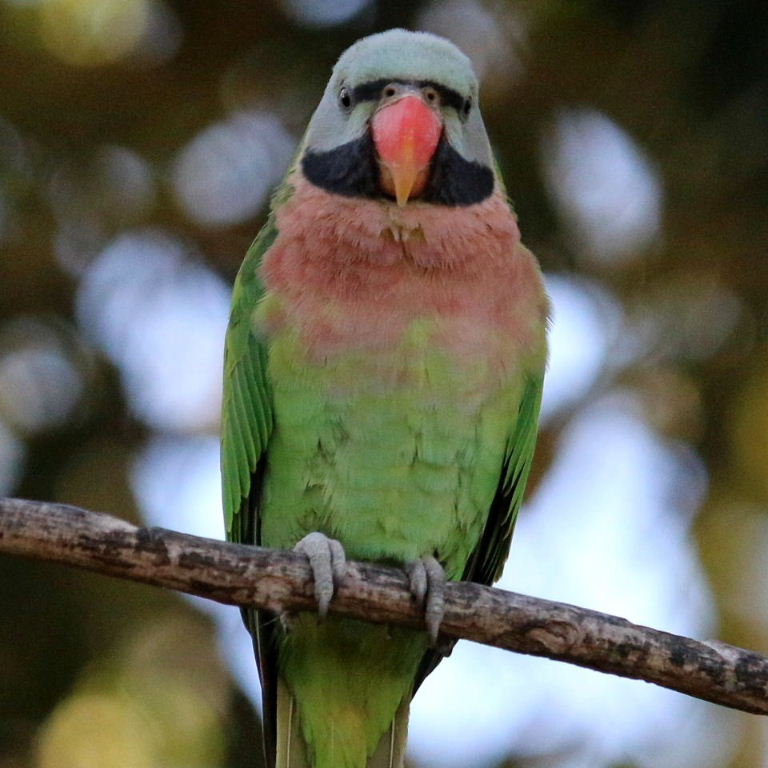 Moustached parakeet