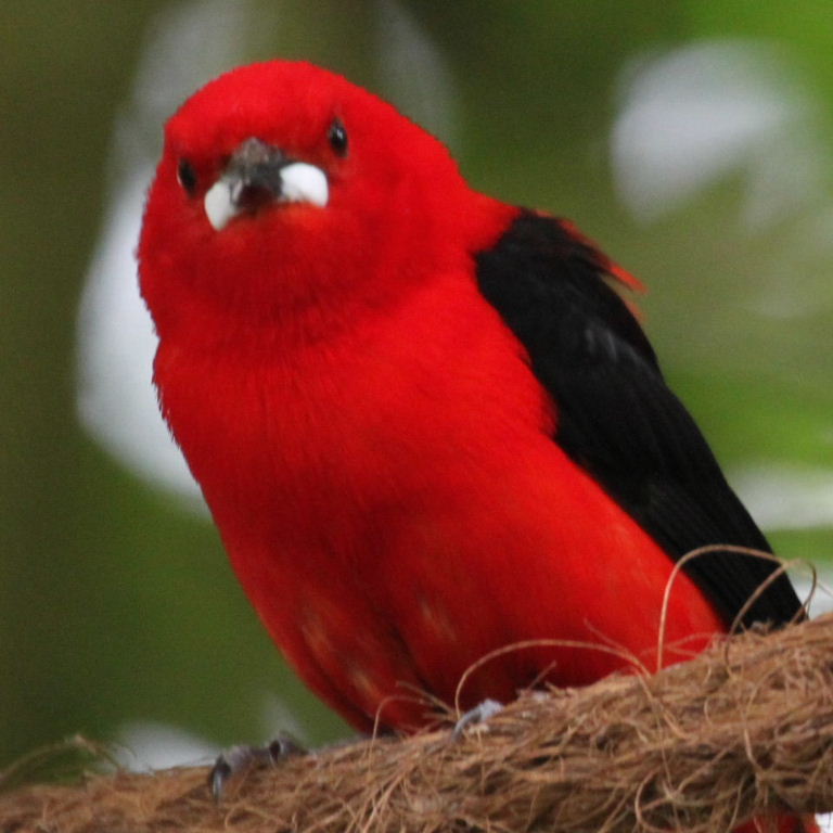 Brazilian tanager