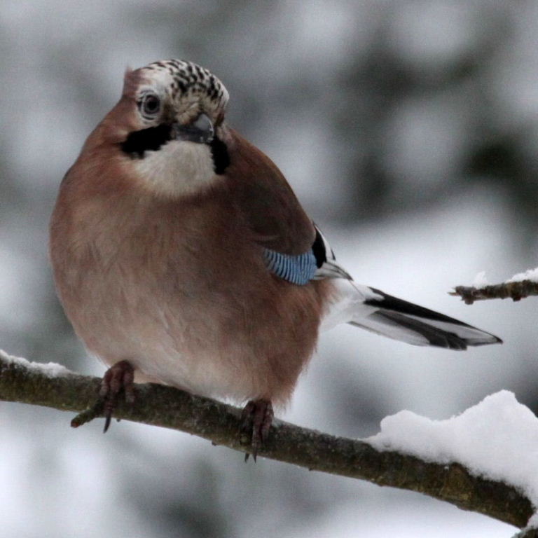Eurasian Jay