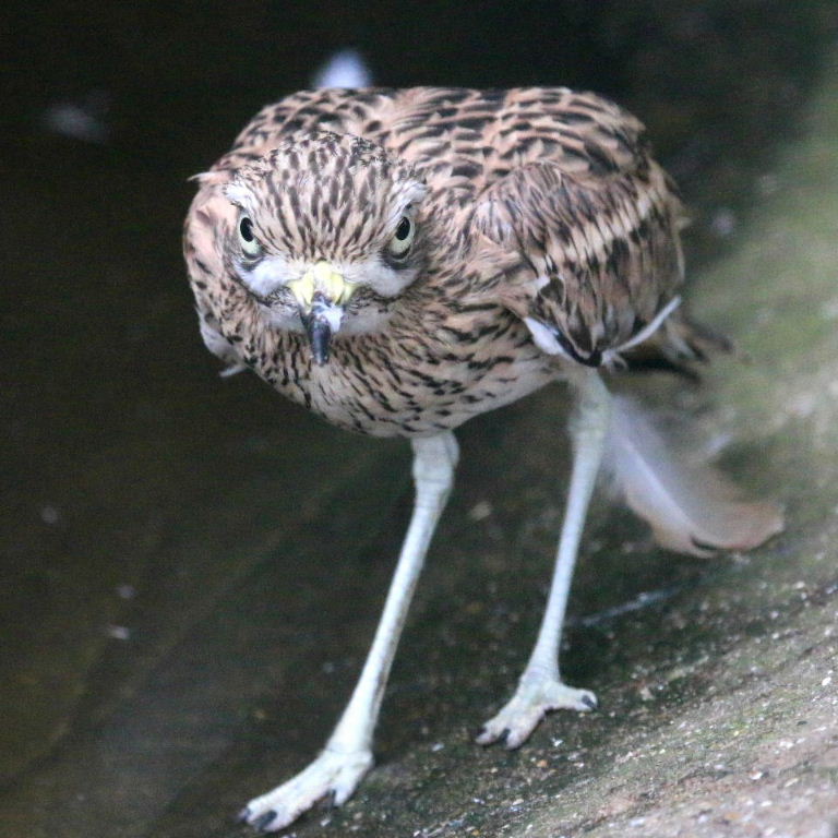 Stone curlew