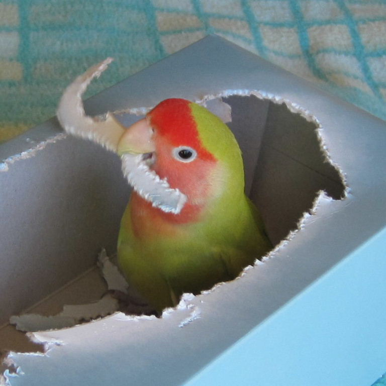 Lovebird origami