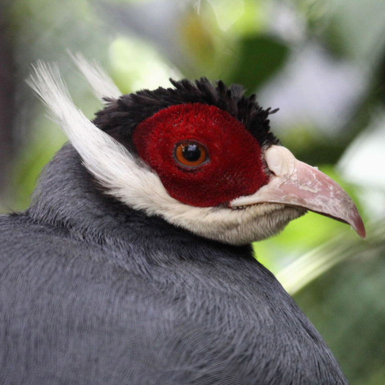 Blue eared pheasant