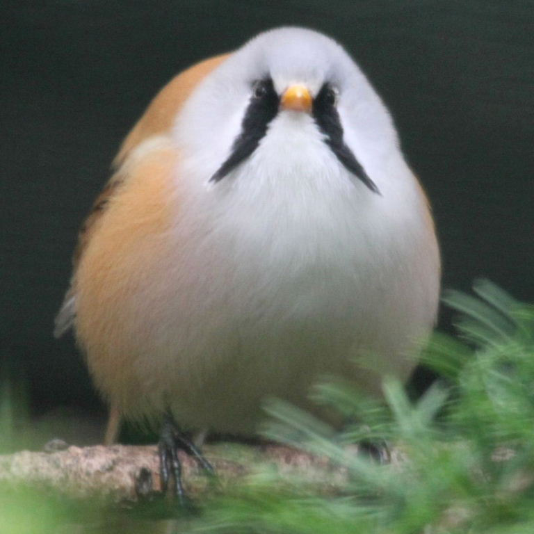 Bearded tit