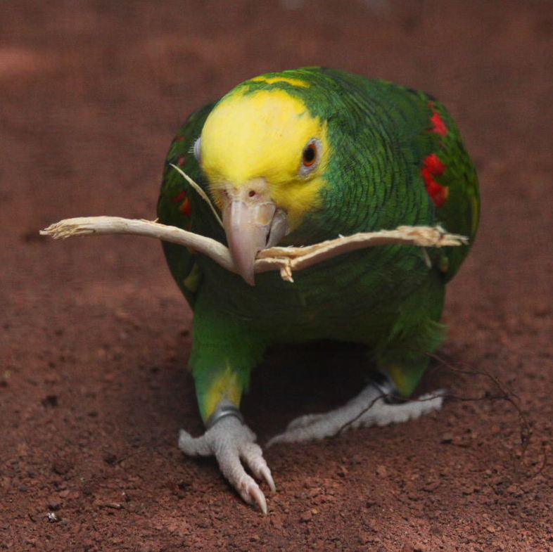 Double Yellow-headed Amazon