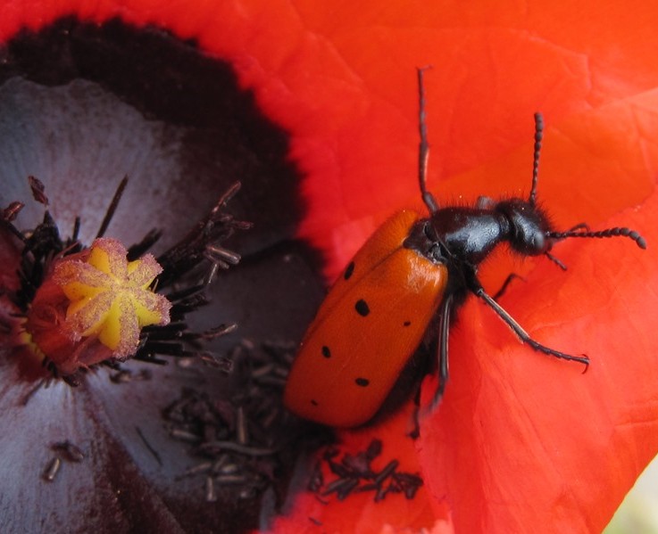 Poppy to forget