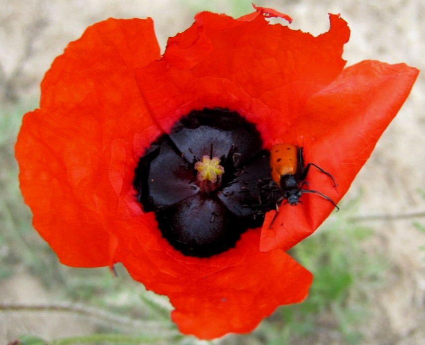 Poppy for remembrance