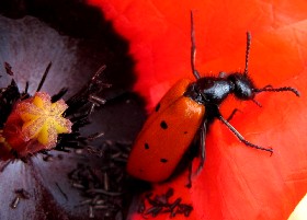Poppy