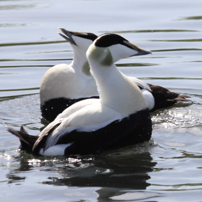 Eider this way or that