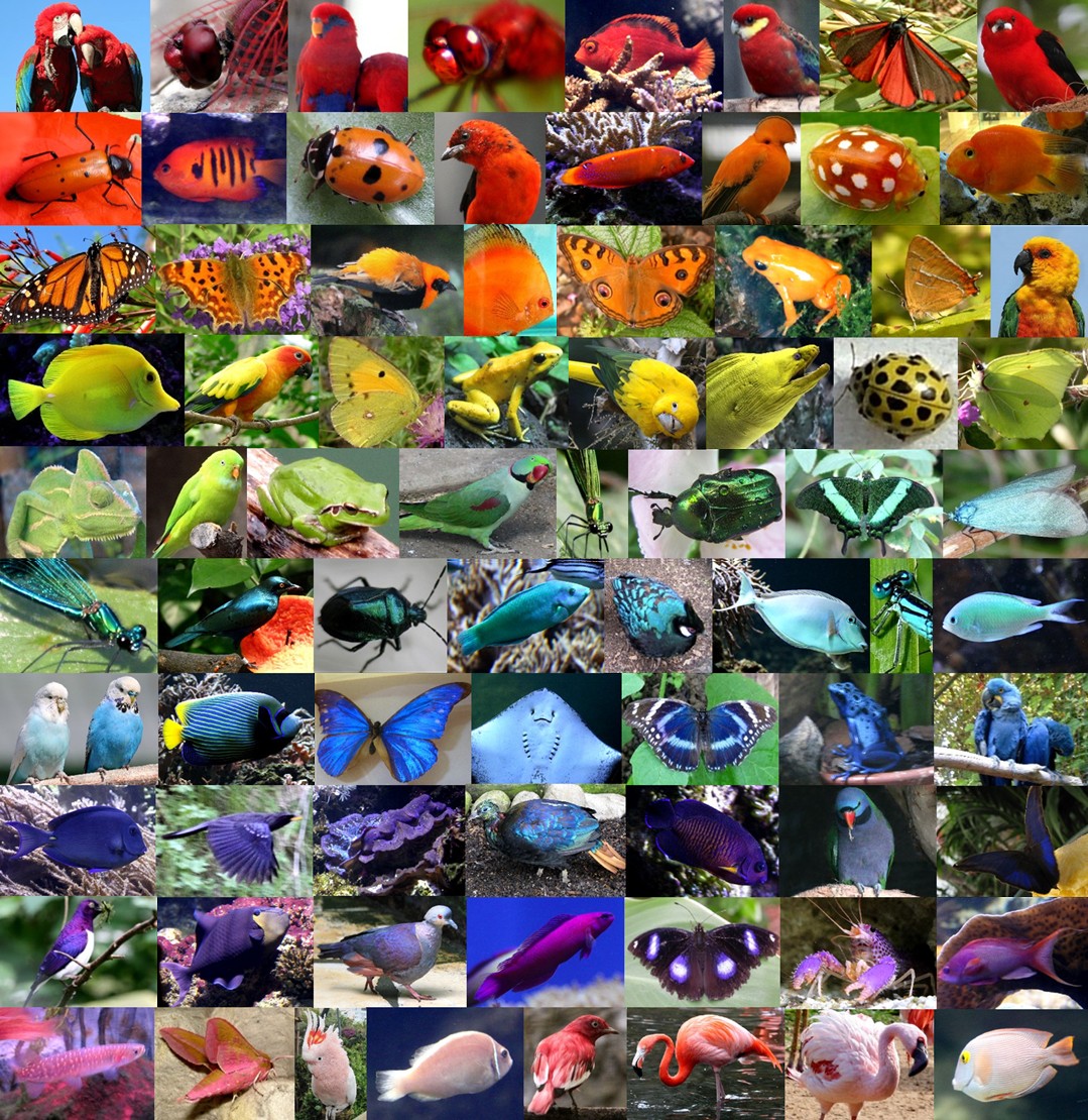 Animal Rainbow