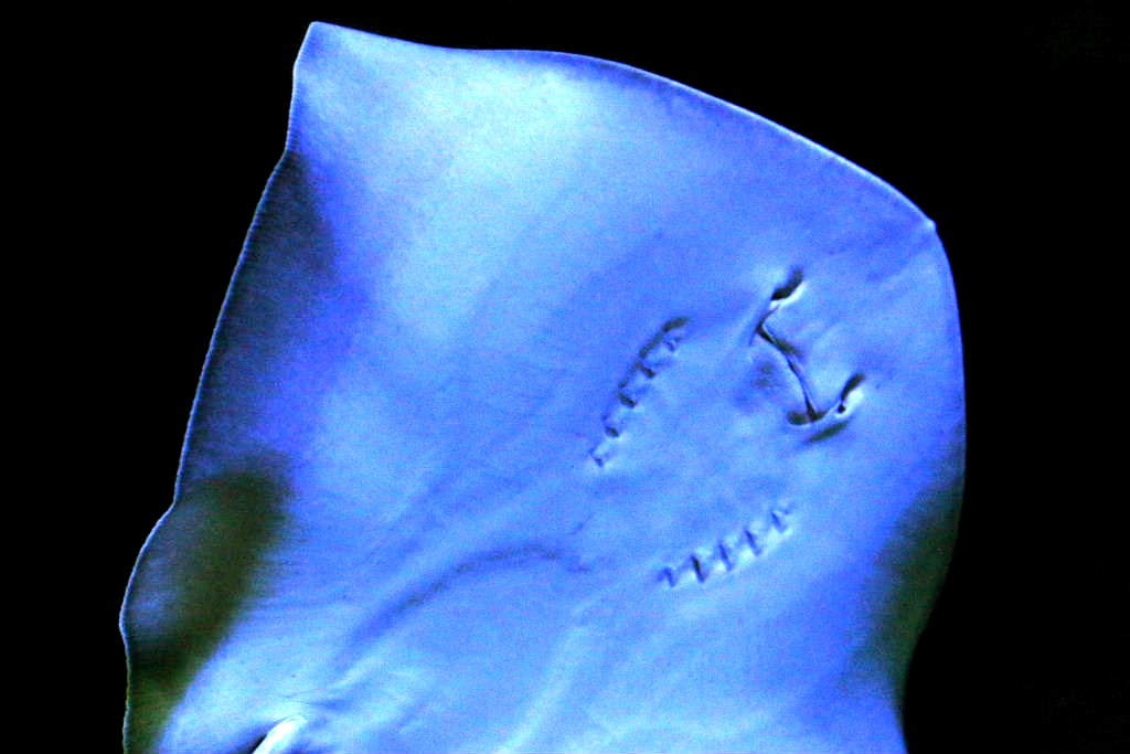 Blue Ray