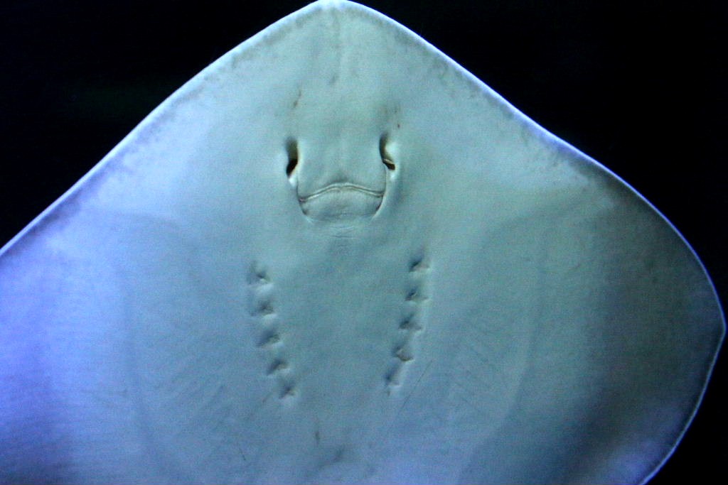 Halloween ghost