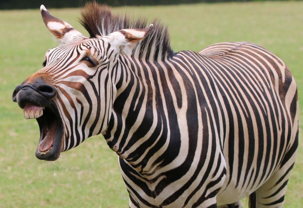 Don't look a gift horse in the mouth