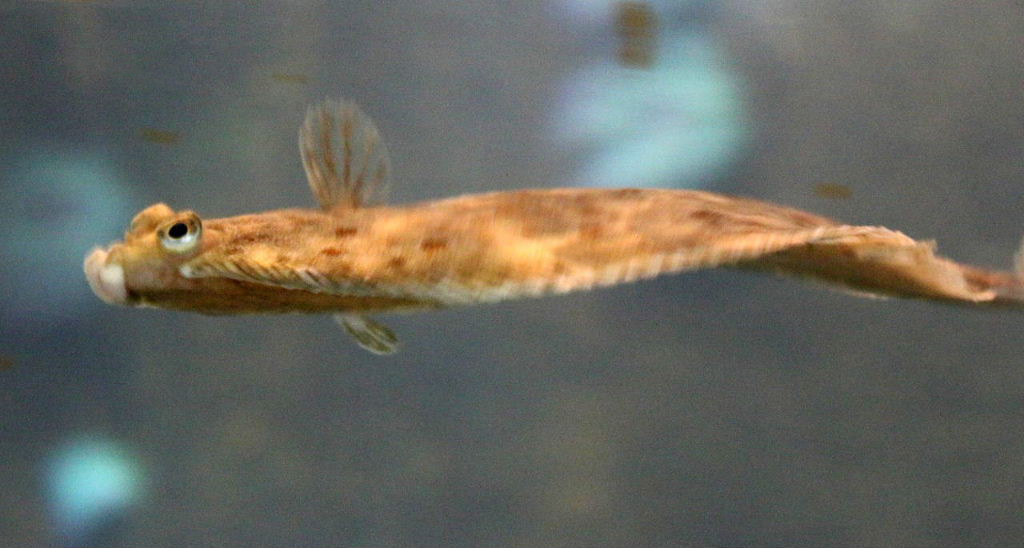 Your plaice or mine?